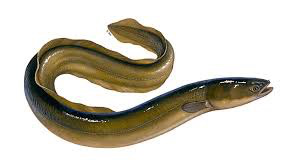 Europæisk ål
